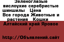 Зеленоглазые вислоухие серебристые шиншилы › Цена ­ 20 000 - Все города Животные и растения » Кошки   . Алтайский край,Яровое г.